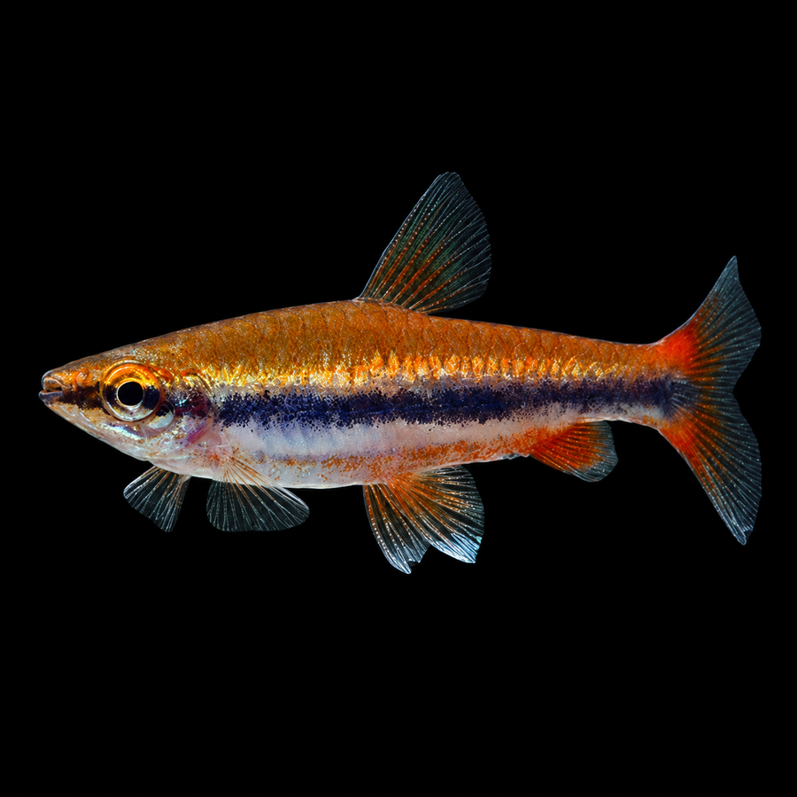 Beckford's Pencilfish