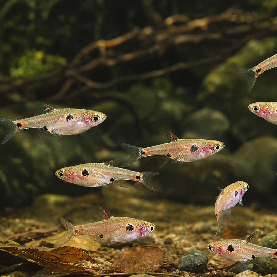 Maculata Rasbora