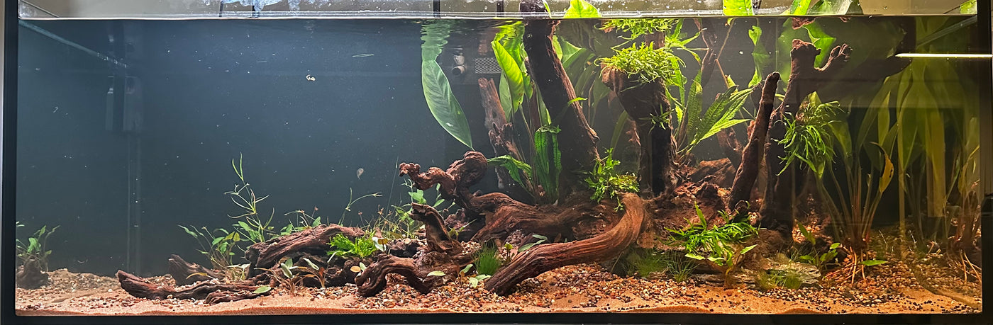 Dark Iron Wood, view 6