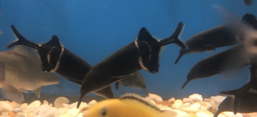 Elephant Nose Fish