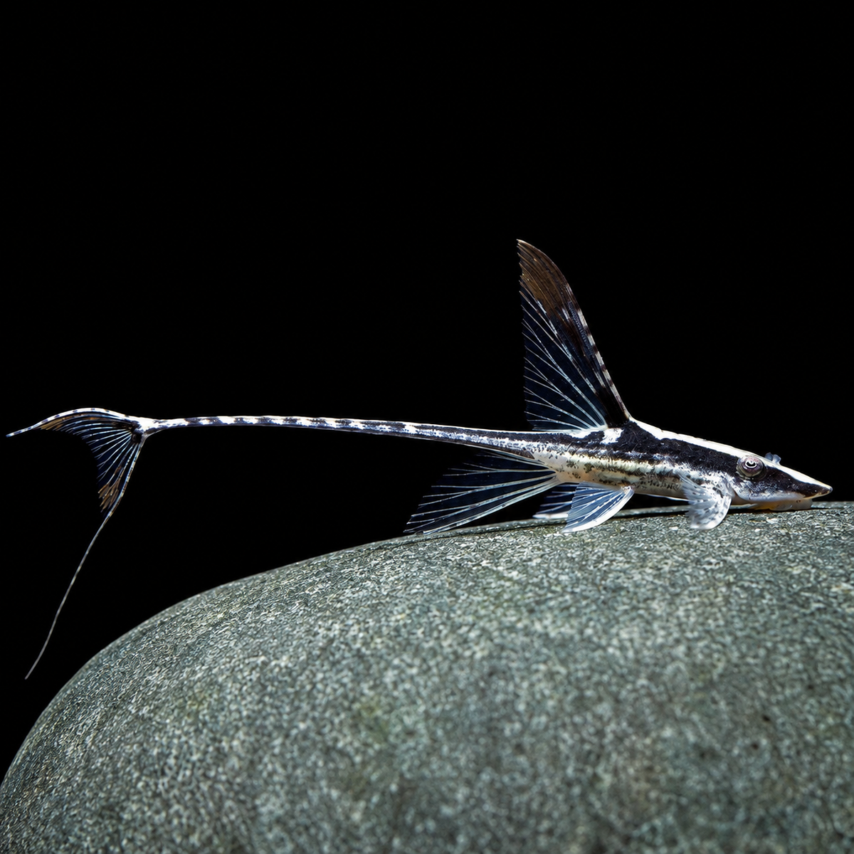 Royal Whiptail Catfish (Sturisoma panamense)