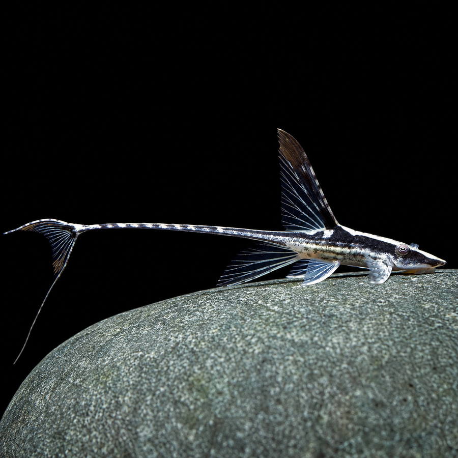Royal Whiptail Catfish (Sturisoma panamense)