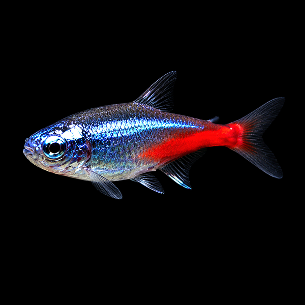 Diamond Head Neon Tetra (Paracheirodon innesi)