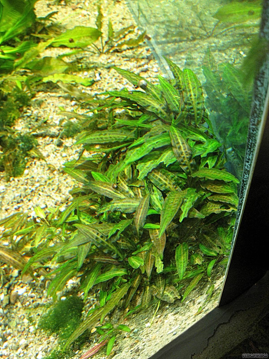 Cryptocoryne affinis - Hardy Crypt Plant