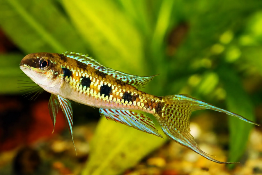 Dicrossus Filamentosus - Checkerboard Cichlid