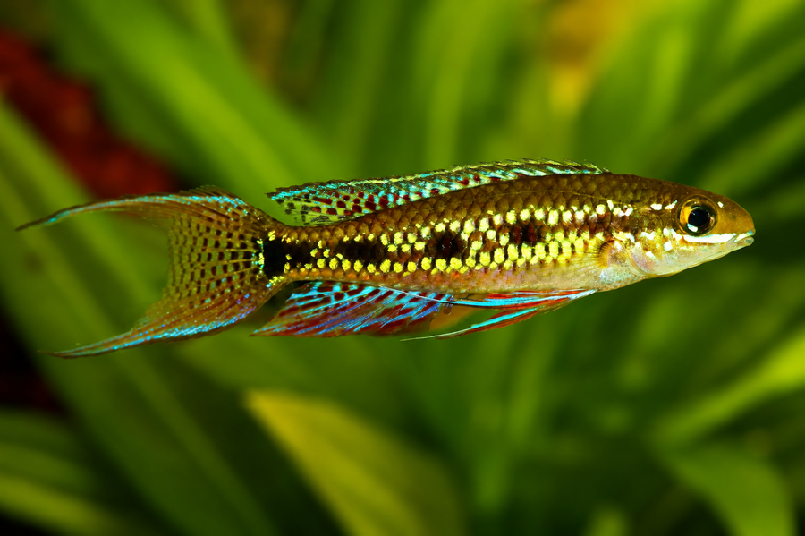 Dicrossus Filamentosus - Checkerboard Cichlid
