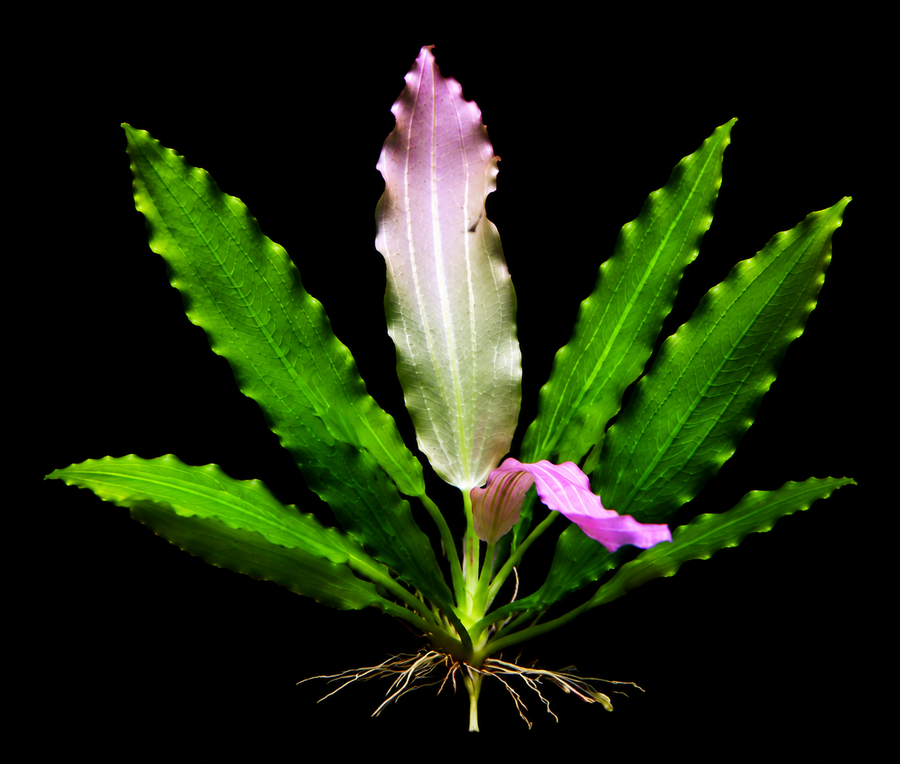Echinodorus 'White Flame' EMERSED
