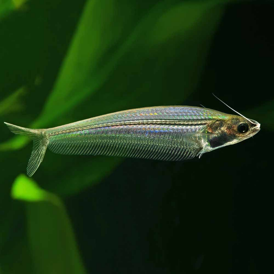 Glass Catfish