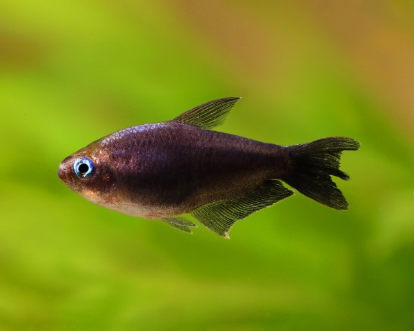 Black Emperor Tetra