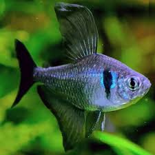 Black Phantom Tetra