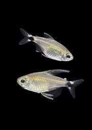 Reed Tetra