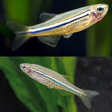 Nigrofaciata Danio