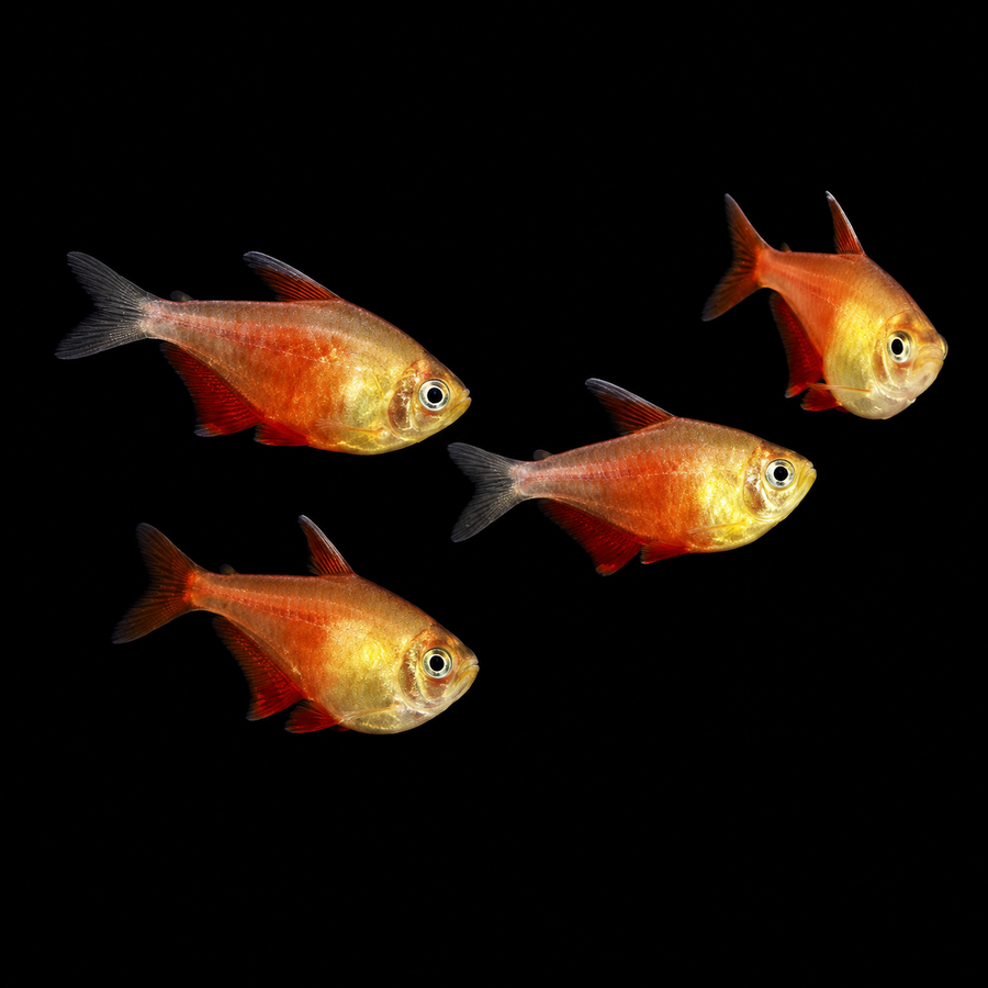 Golden Flame Tetra