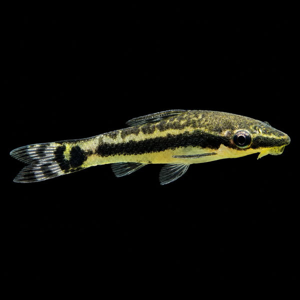 Otocinclus Catfish Algae Eater