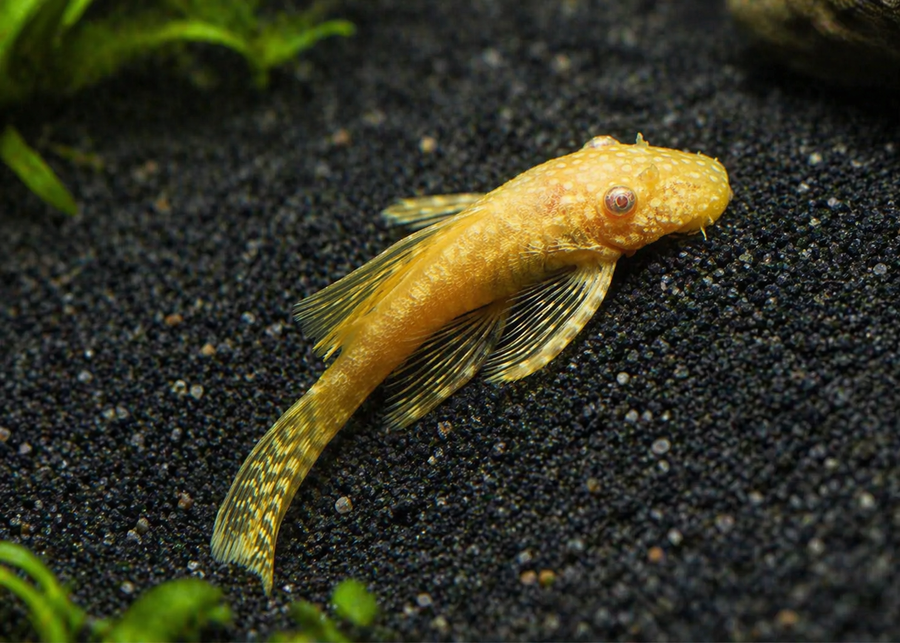 Goldfish swimming in an aquarium with black substrate and green plants.