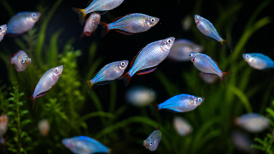 Praecox Rainbowfish