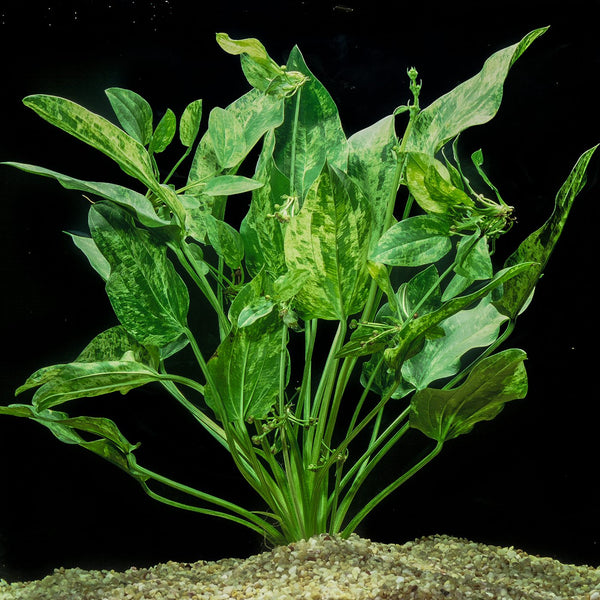 Echinodorus 'Marble Queen' EMERSED