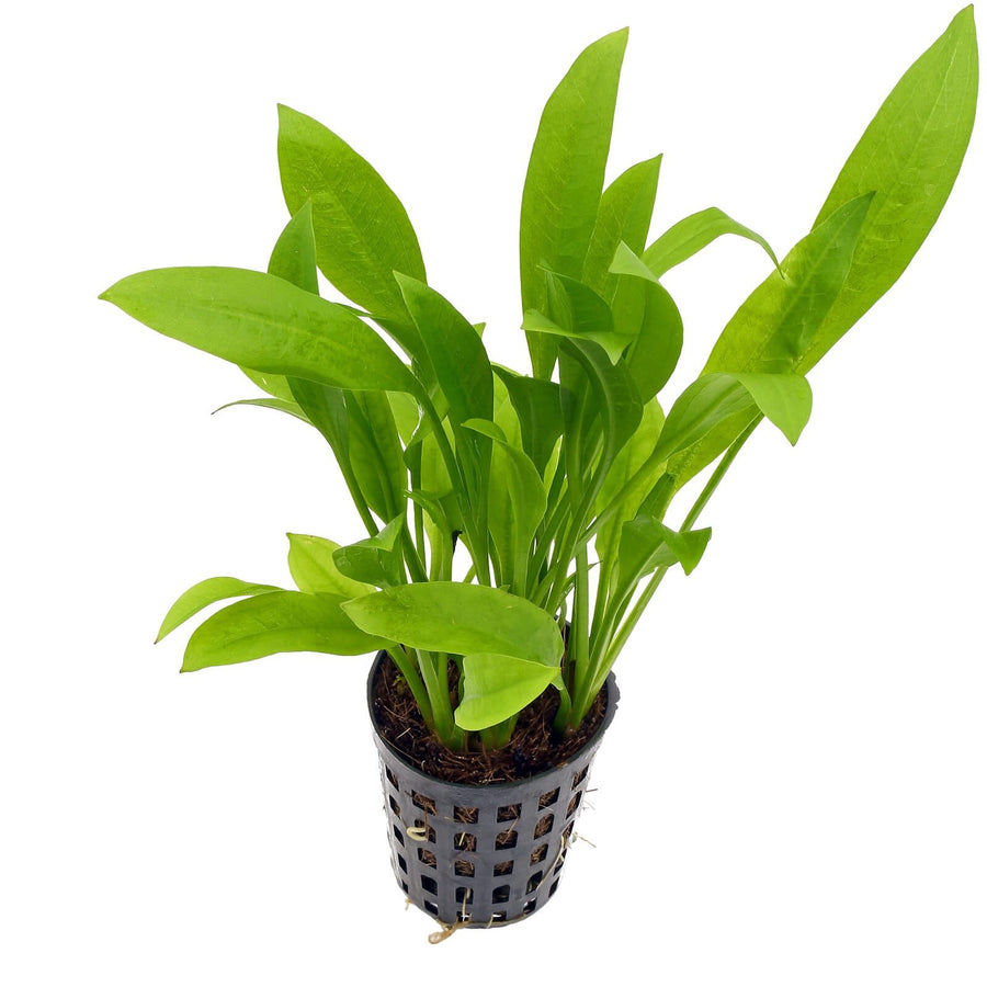 A small Echinodorus amazonicus (Amazon sword) plant with broad green leaves, placed in a black mesh basket for aquascaping.
