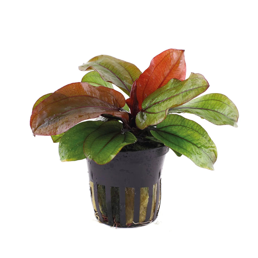 A potted Echinodorus reni plant with green and red leaves, intended for emersed growth