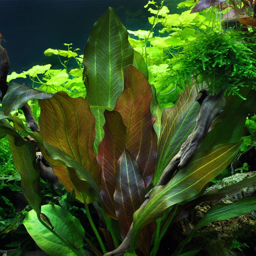 A photo showing Echinodorus reni, also known as Amazon Sword plant, with dark green to purple gradient leaves, surrounded by other aquatic plants in an aquarium.