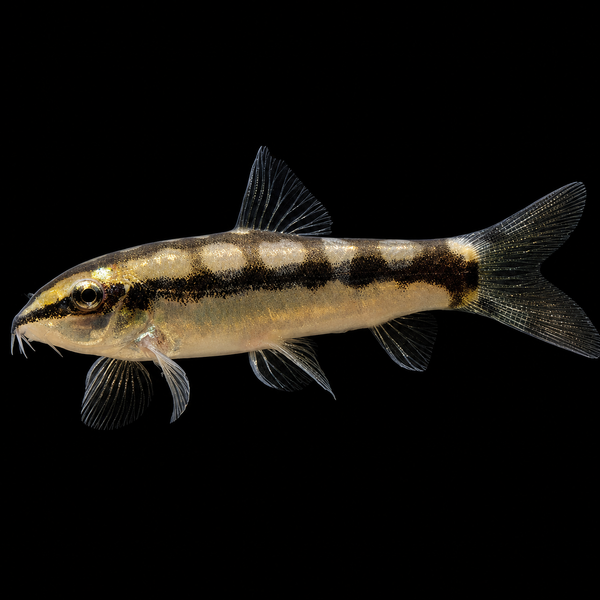 Dwarf Chain Loach (Ambastaia sidthimunki)