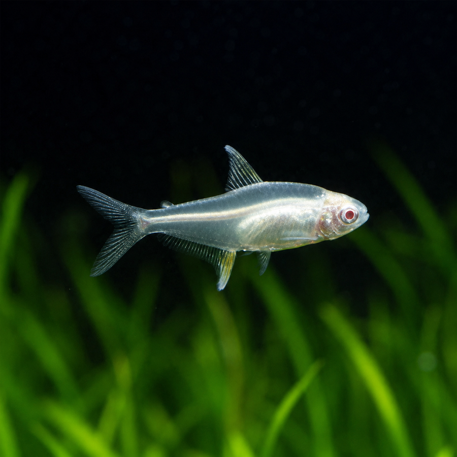 Albino Lemon Tetra