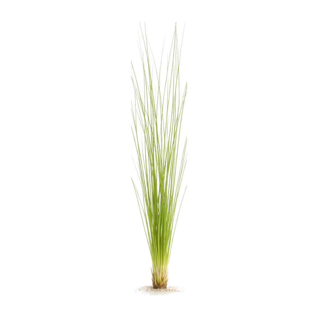 Eriocaulon Feather Duster, live aquatic plant in a planted aquarium