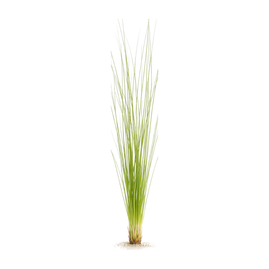 Eriocaulon Feather Duster, live aquatic plant in a planted aquarium