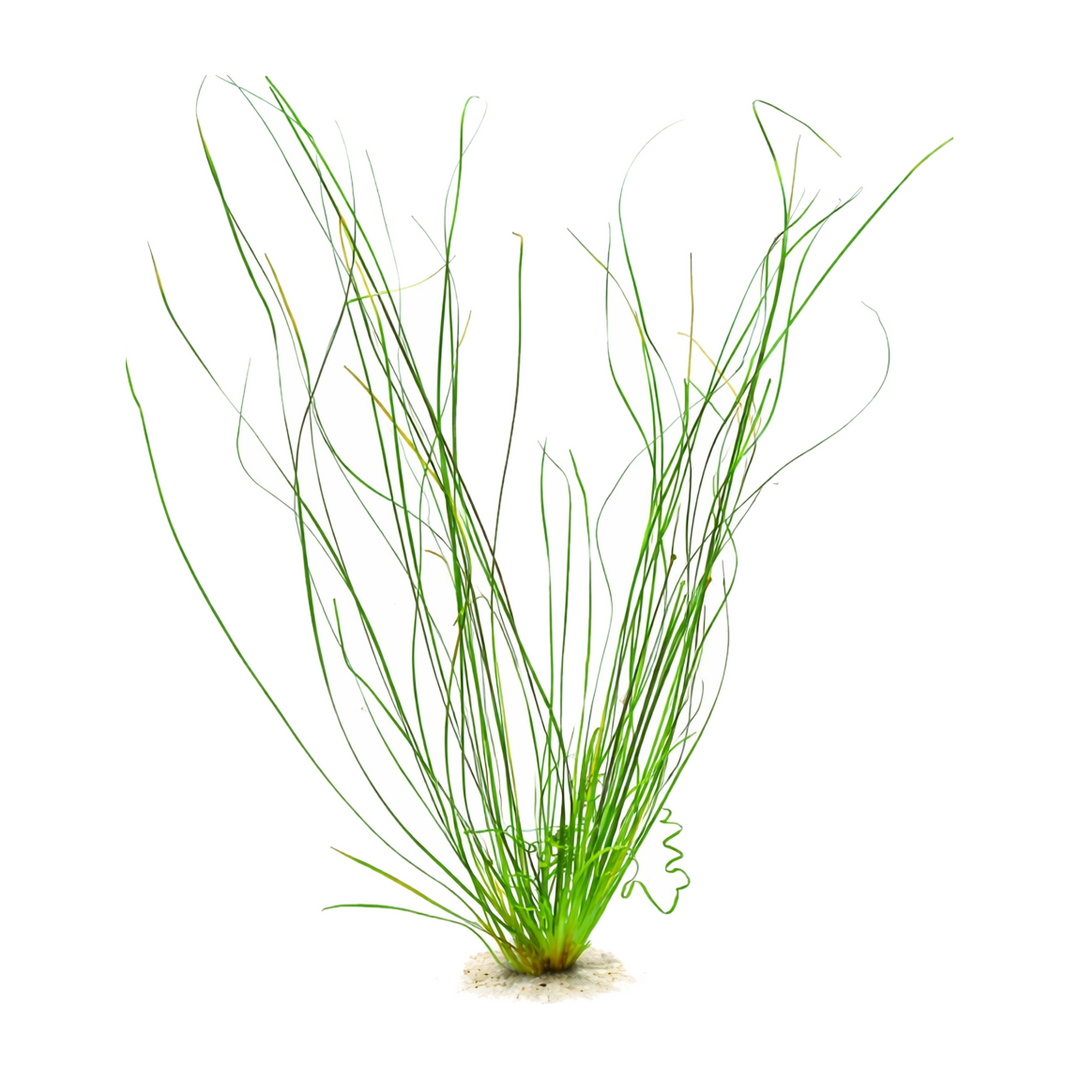 Eriocaulon Needle Leaf, live aquatic plant in a planted aquarium
