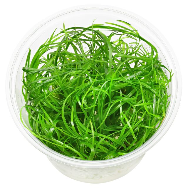Eriocaulon Needle Leaf - Premium Aquascaping Plant
