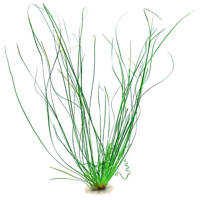 Eriocaulon Needle Leaf - Premium Aquascaping Plant