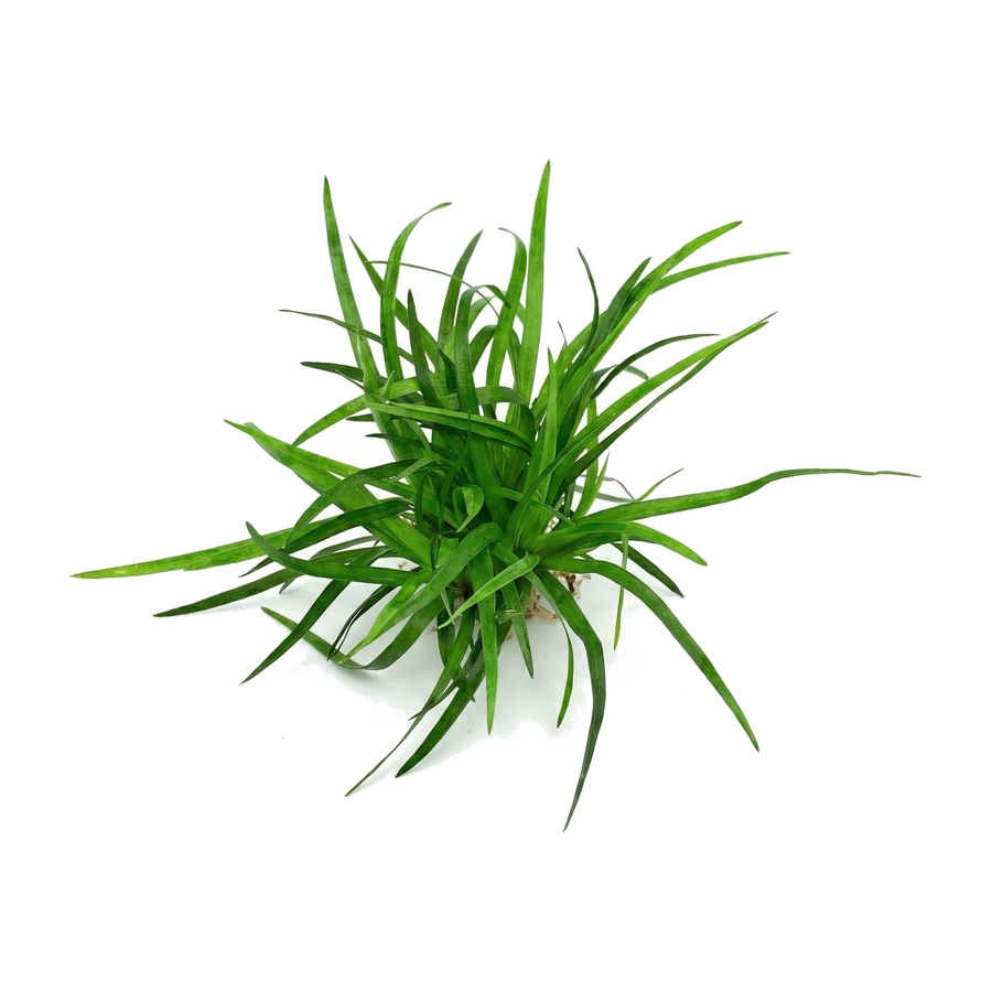 Eriocaulon Vietnam, green grass-like plant