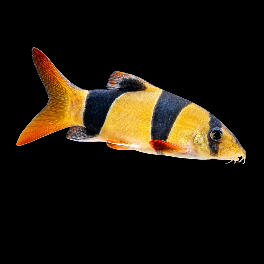 Clown Loach (Chromobotia macracanthus)