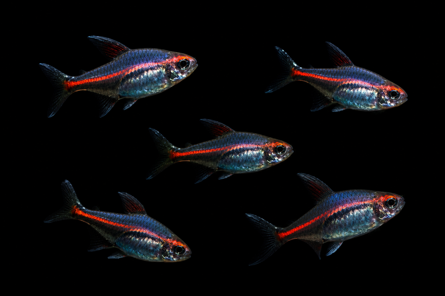 Glowlight Tetra