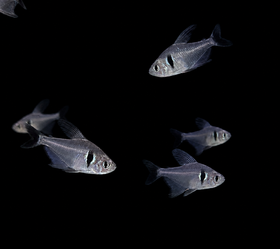 Black Phantom Tetra