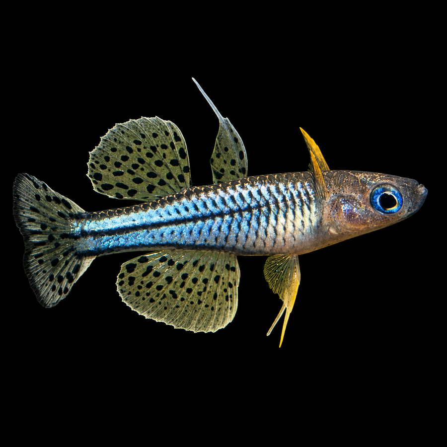 Spotted Blue-Eye (Pseudomugil gertrudae)