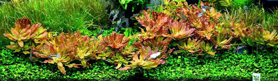 Ludwigia Sphaerocarpa for Aquarium 