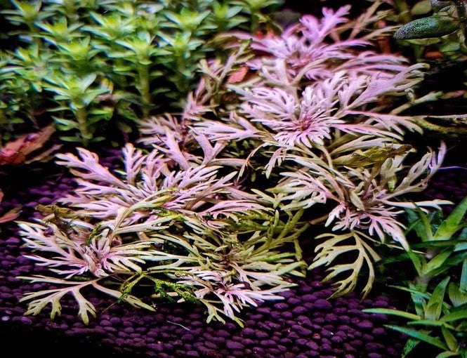 Buy Hyptis Laciniata for Aquarium 
