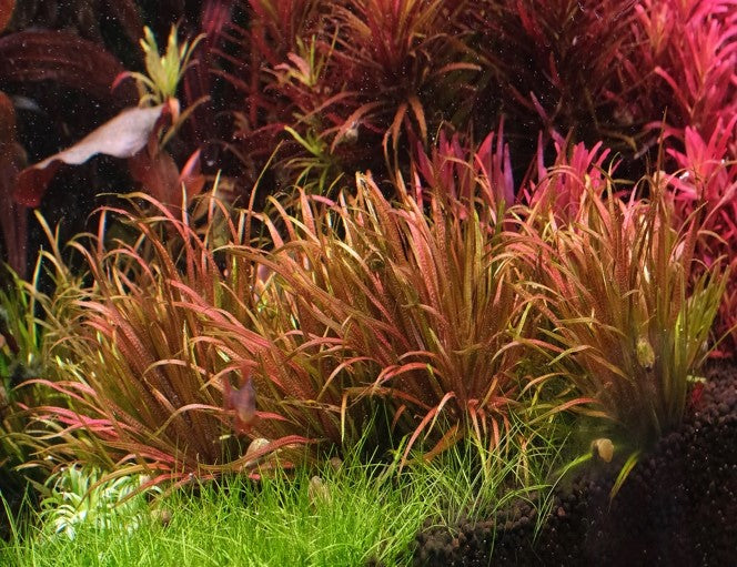 Buy Blyxa Japonica for Aquarium