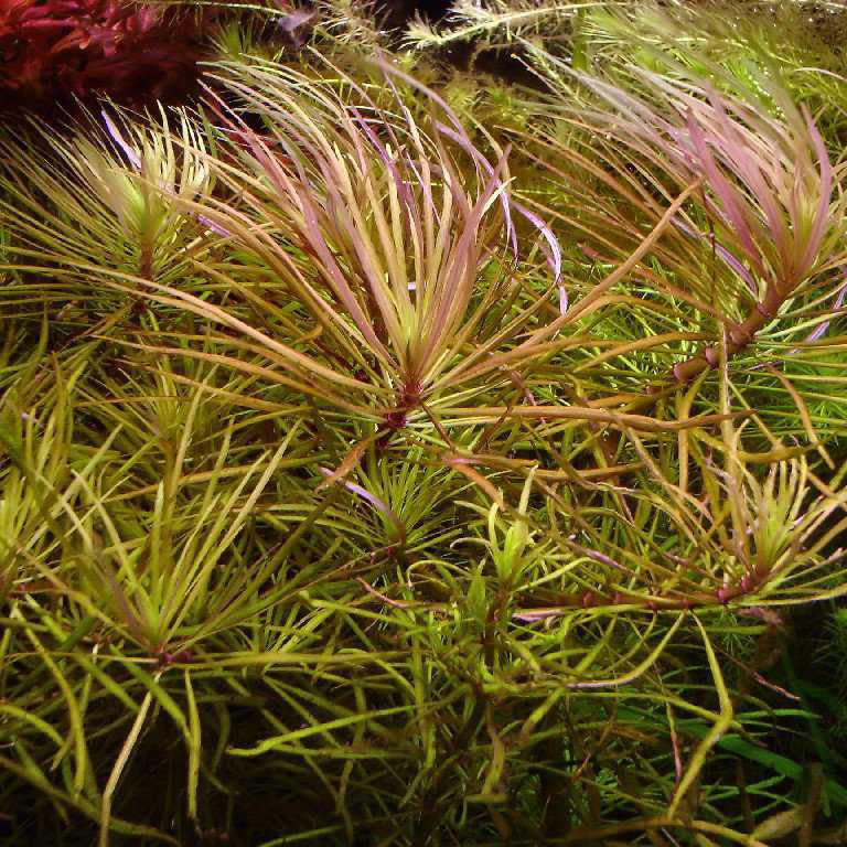 Pogostemon Stellatus