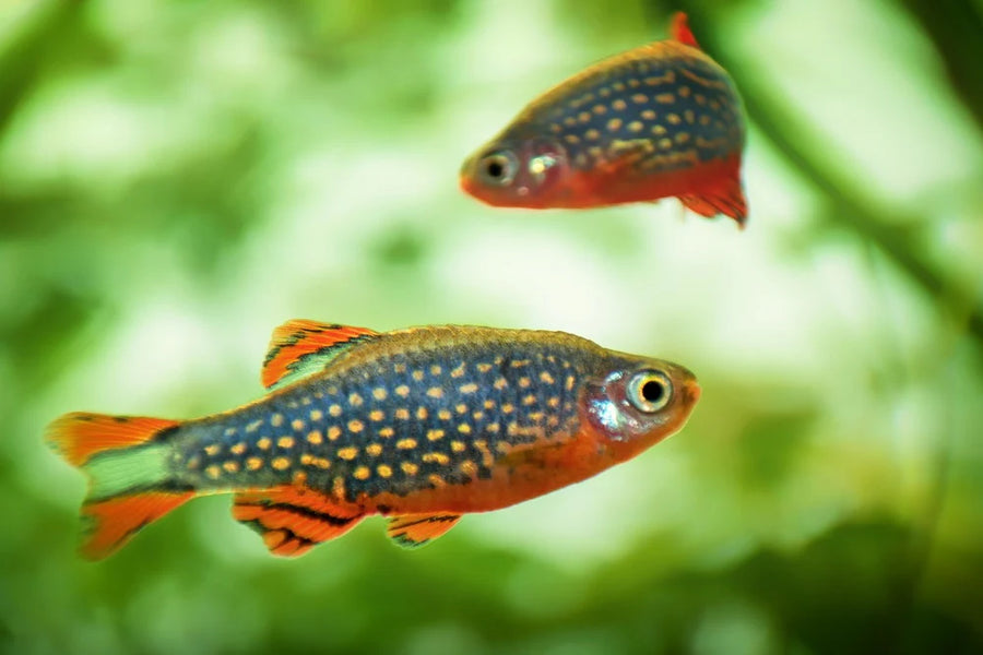 Celestial Pearl Danio
