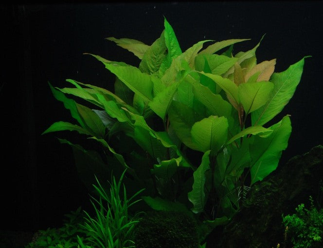 Hygrophila corymbosa
