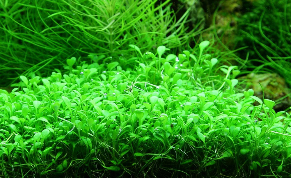 A close-up image of Glossostigma elatinoides, also known as the Glosso plant, showing its lush, bright green, and finely textured leaves.