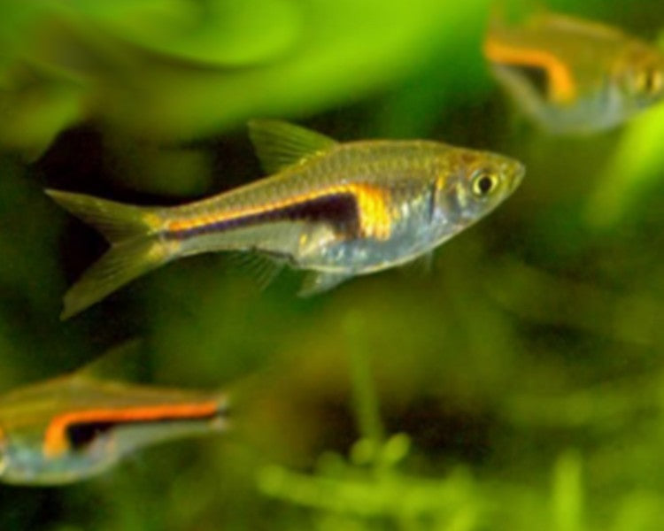 Hengeli Rasbora