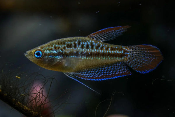 Sparkling Gourami