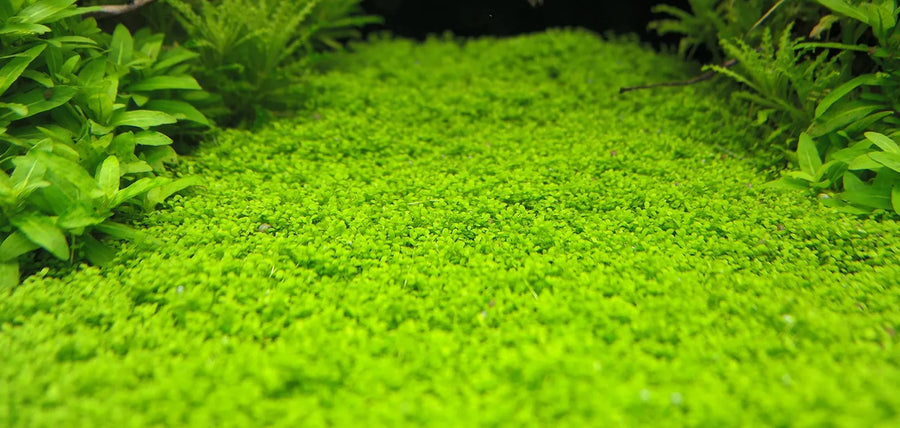 hemiantus-callitrichoides-cuba-aquascaping-2