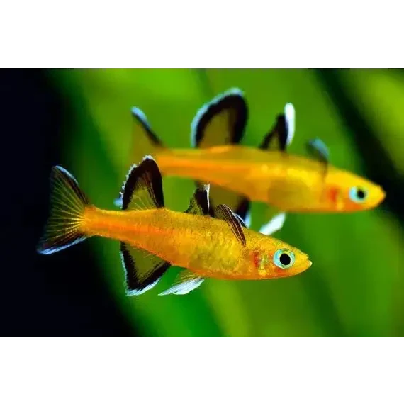 Pseudomugil Mellis - Honey Blue Eyes