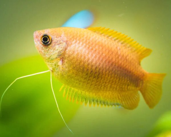 Golden Honey Dwarf Gourami