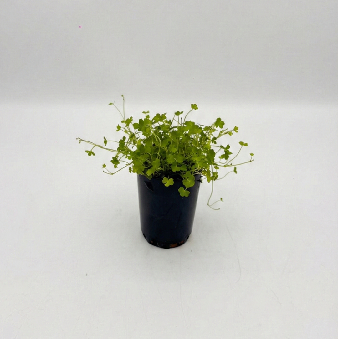 Hydrocotyle Tripartita, live aquatic plant in a planted aquarium