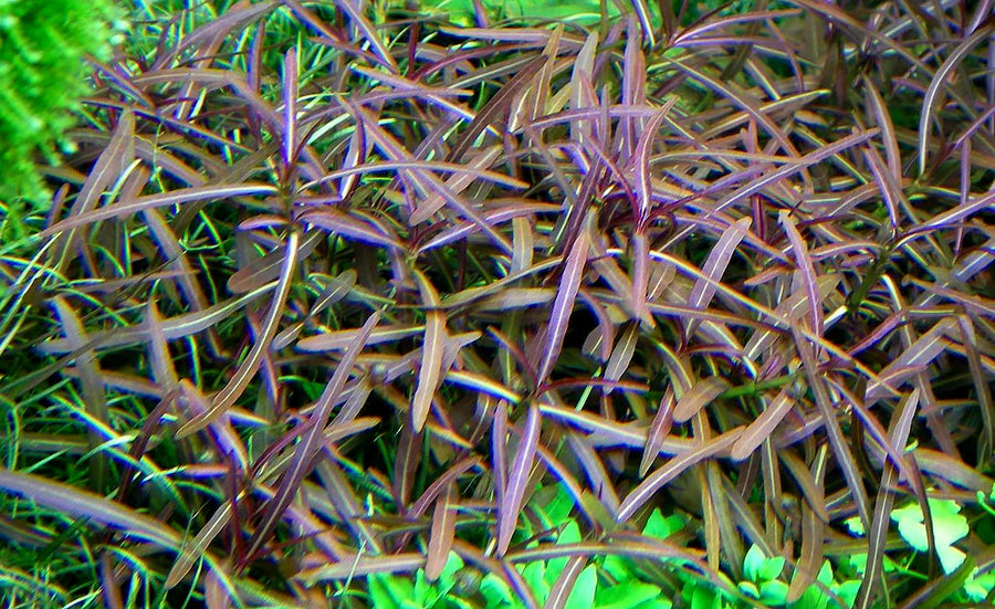 Hygrophila Lancea 'Araguaia'
